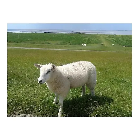 On The North Sea 4 Wesselburenerkoog